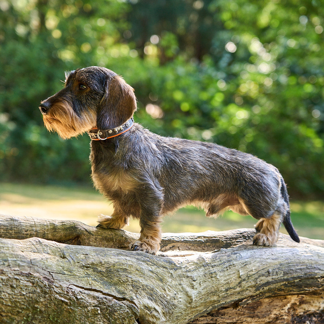 Interesting facts about wire haired dachshunds leopolds finest