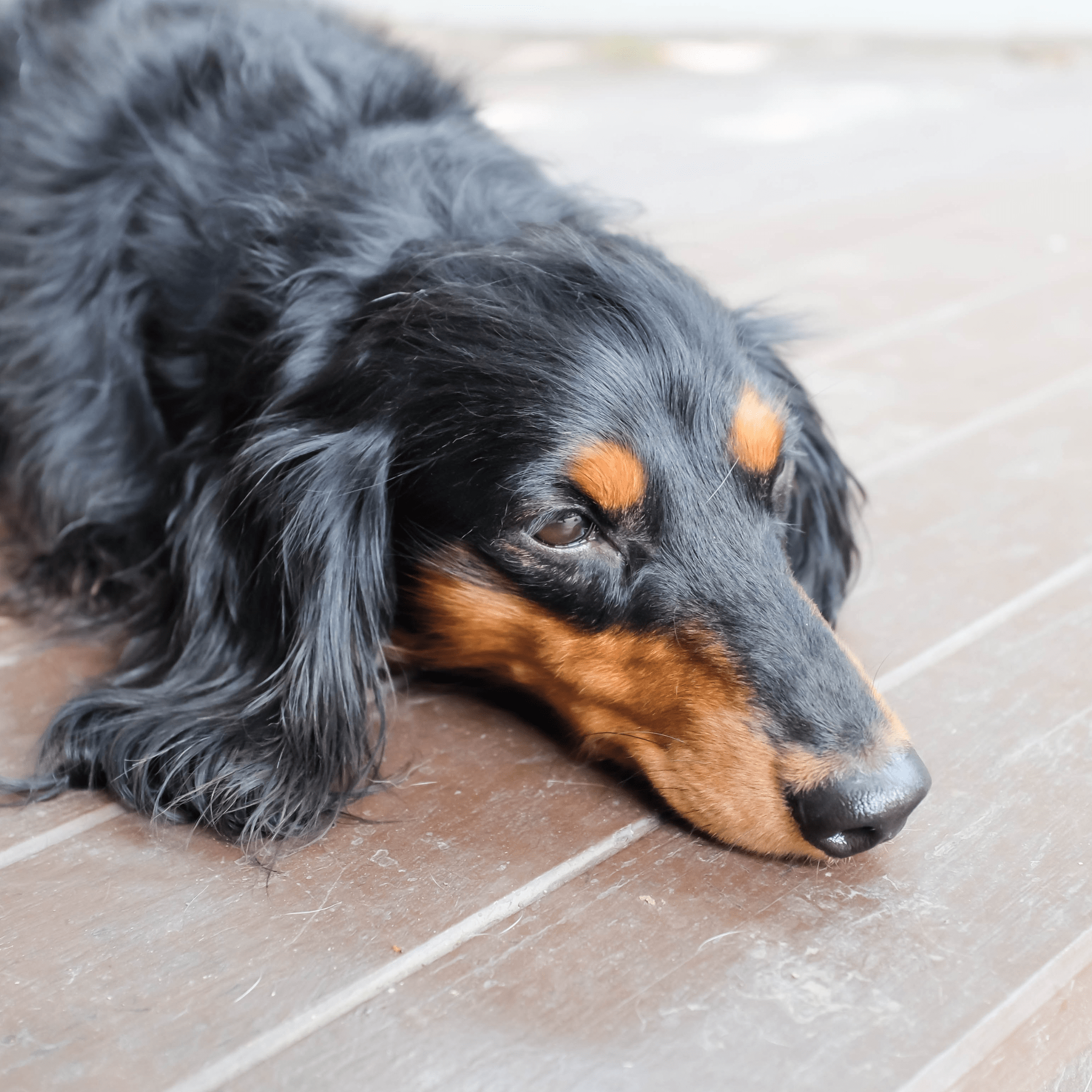 Interesting facts about long haired dachshunds leopolds finest