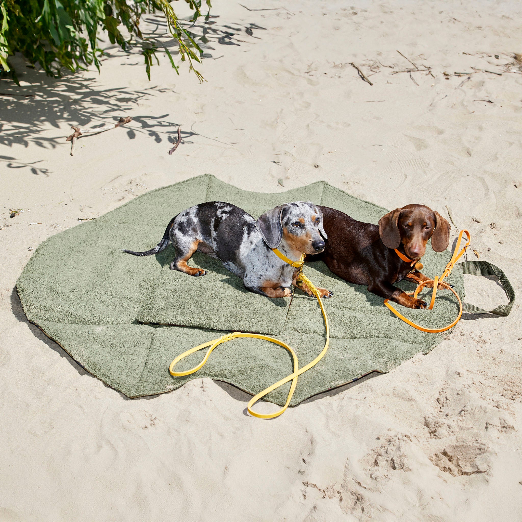 Unsere Top Hundestrände an der Nordsee