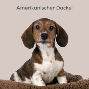 Amerikanischer Dackel