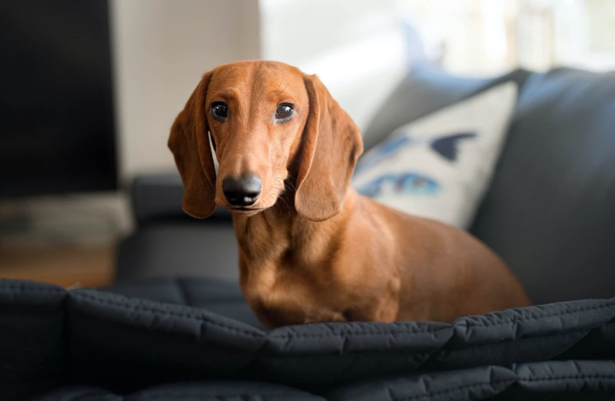 Dachshund and dog accessories: Everything for a cozy home | leopolds-finest