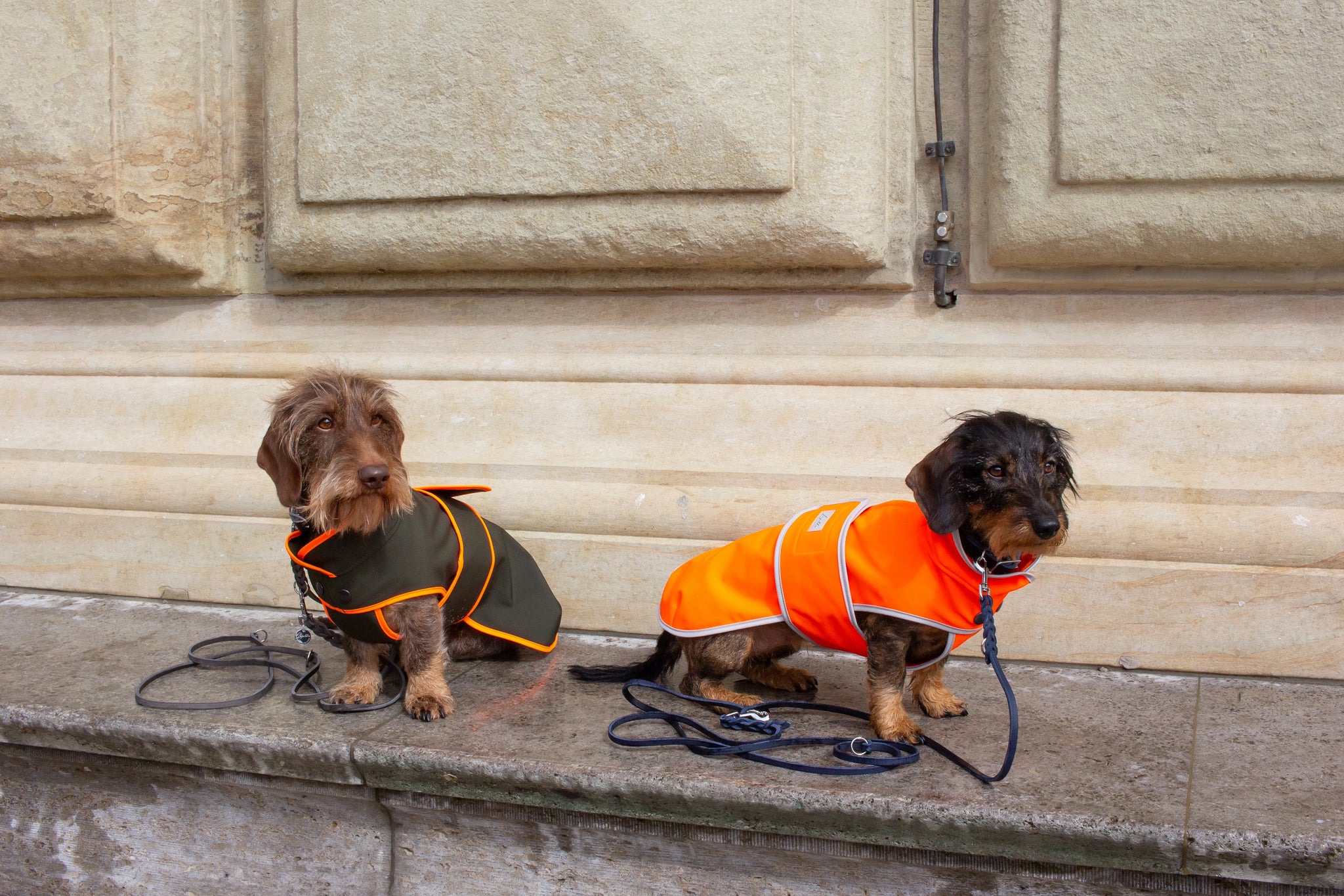 Leopold's Finest Dackel in Hundegeschirr