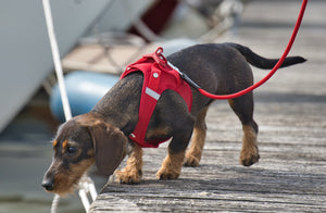 Hundegeschirr für Dackel