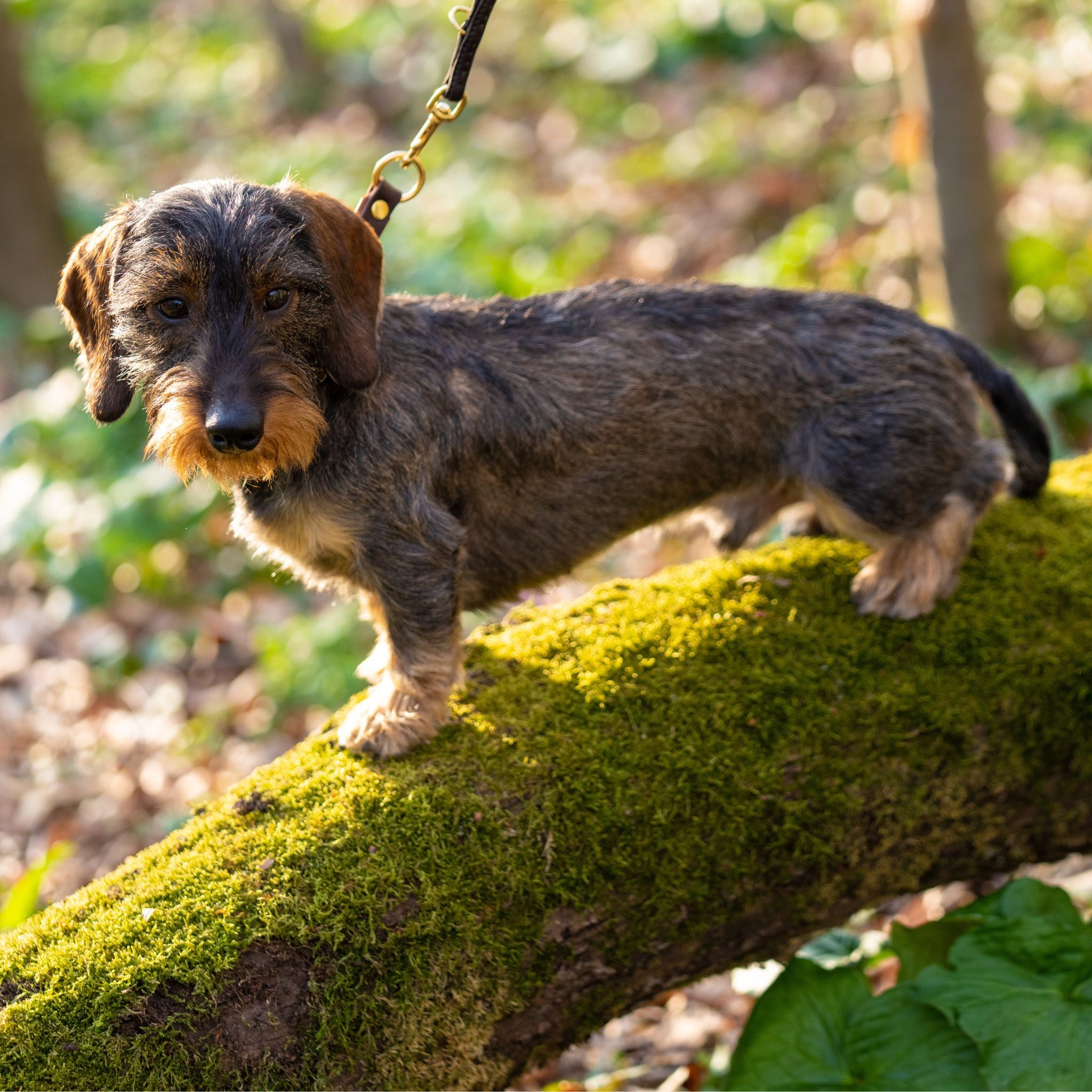 Dackel in der Natur