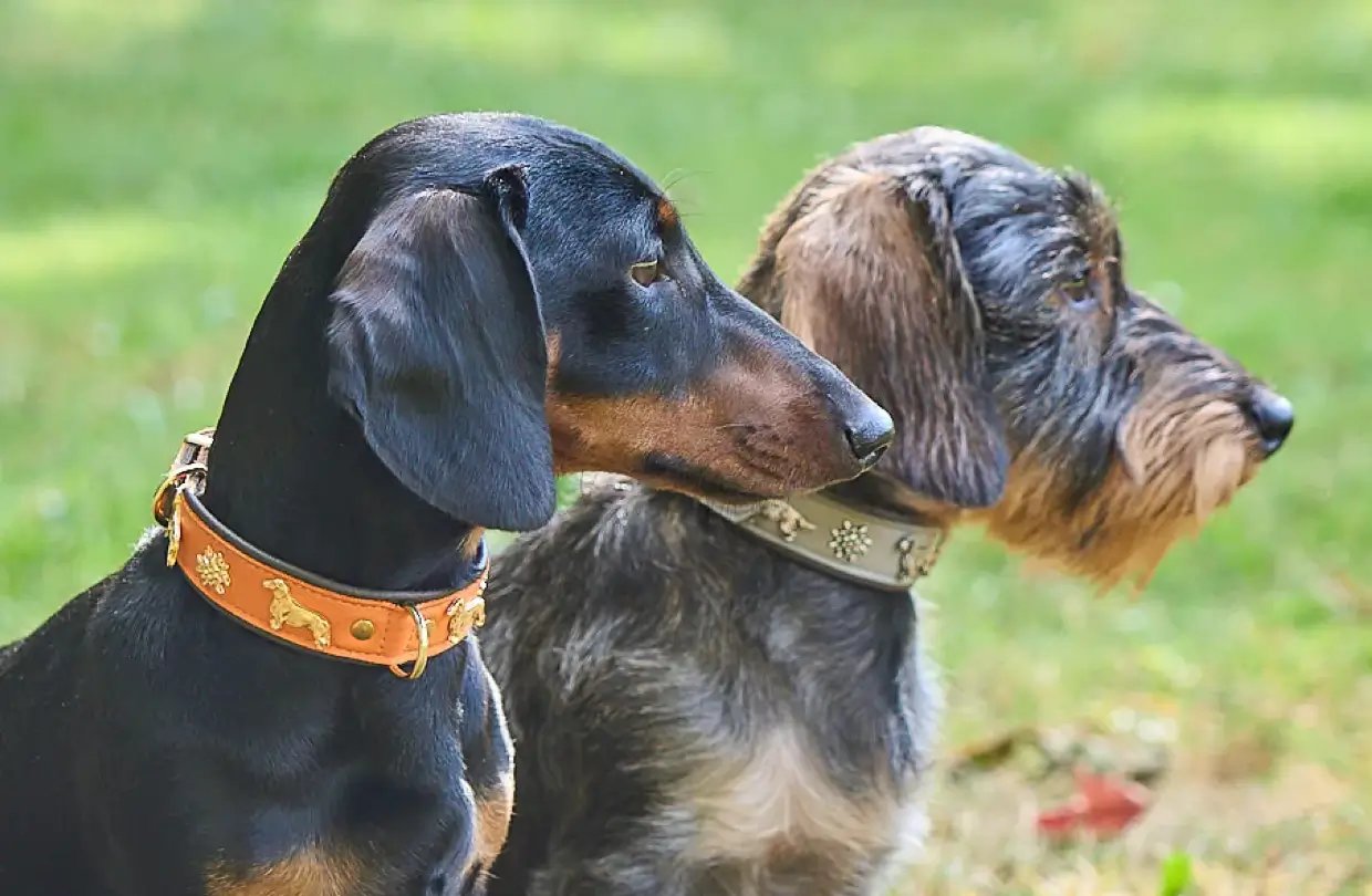 Dog collars for dachshunds and small dogs | leopolds-finest