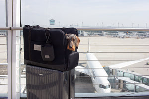 Flugtasche für den Hund zum Reisen