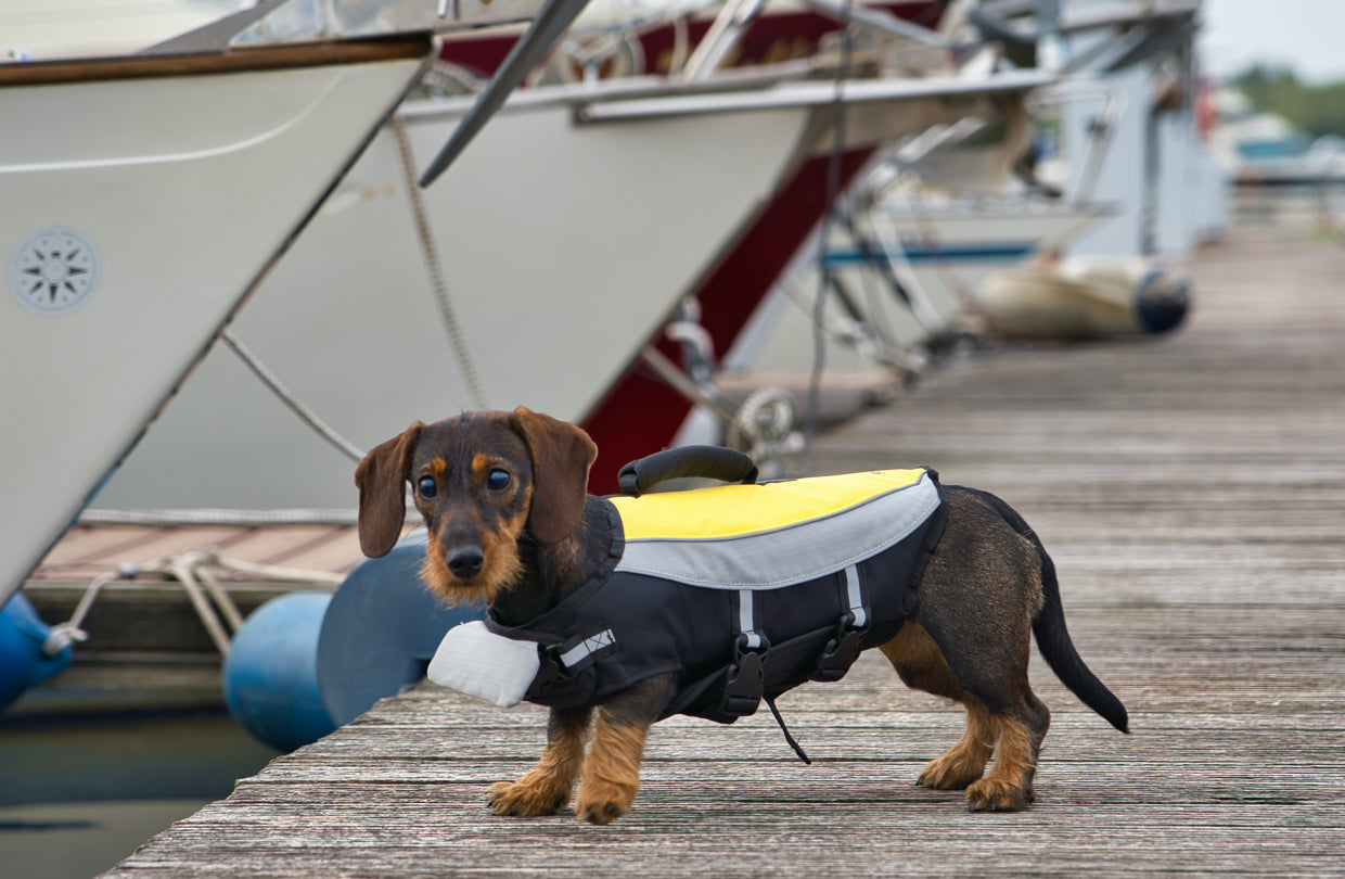 Schwimmwesten für Dackel & kleine Hunde