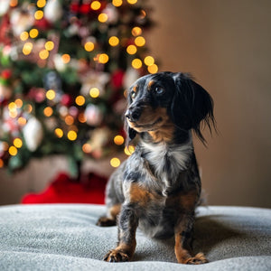 Weihnachten mit Dackel und kleinen Hunden