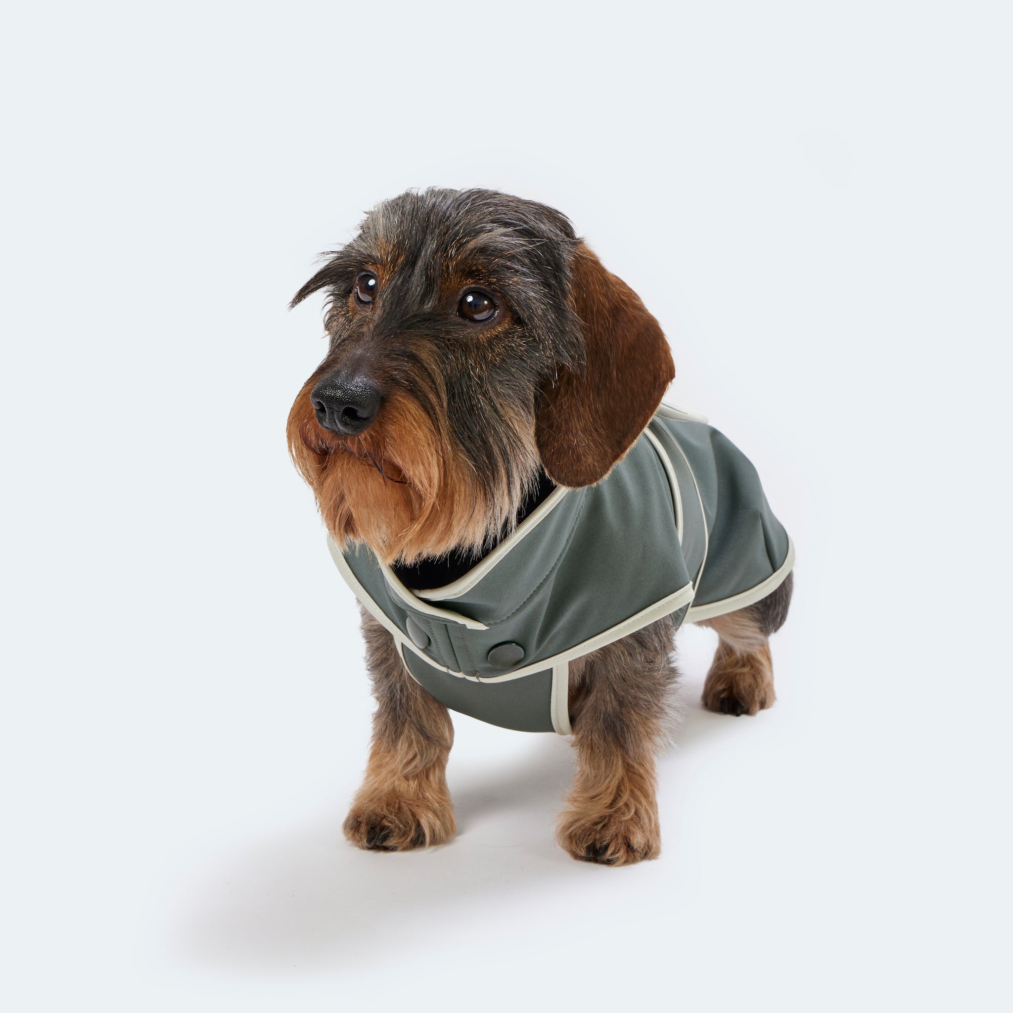 Hundemantel Dackel Softshell Handarbeit     - von Leopold's kaufen bei leopolds-finest