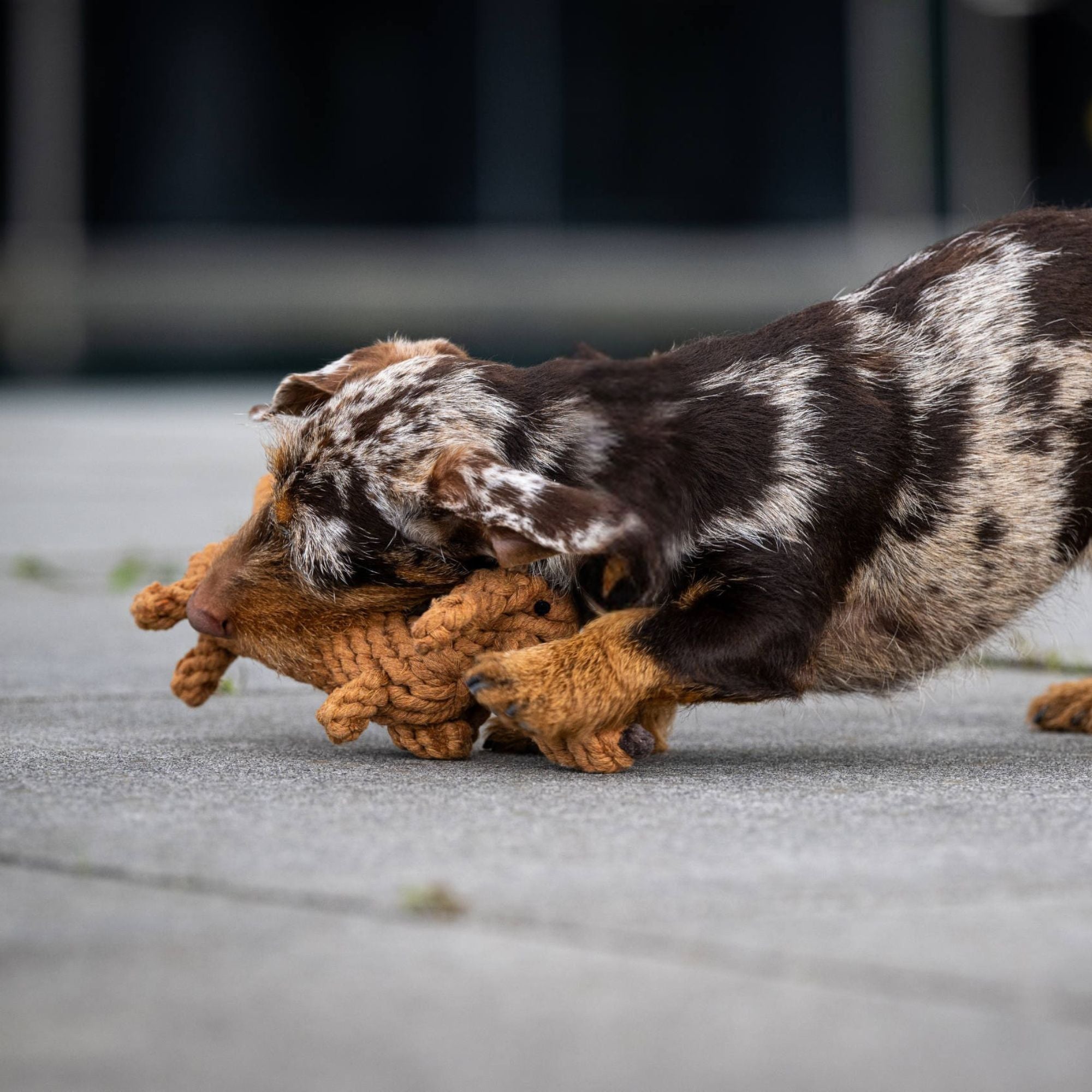 Dog toy dachshund handmade