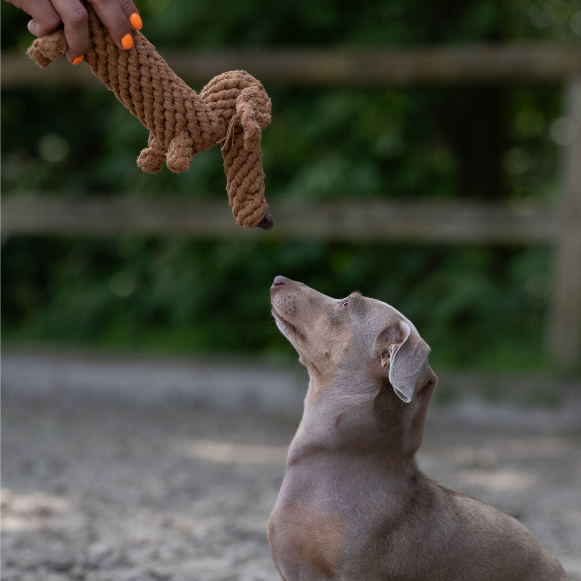 Dog toy dachshund handmade