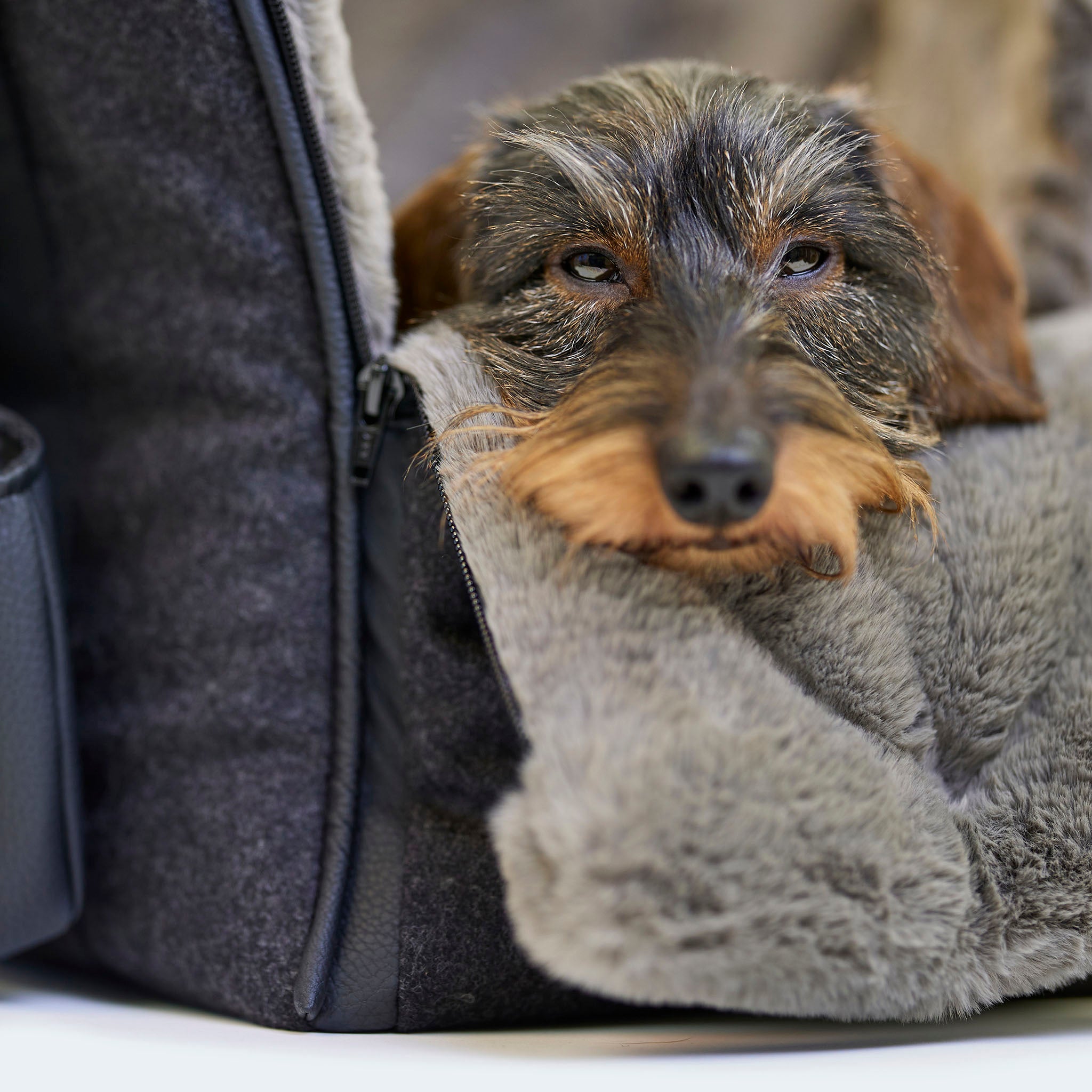 CosyBag Kitzbühel - Hundetasche aus Loden für Dackel und kleine Hunde