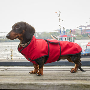 Hundemantel Dackel Softshell Handarbeit     - von Leopold's kaufen bei leopolds-finest