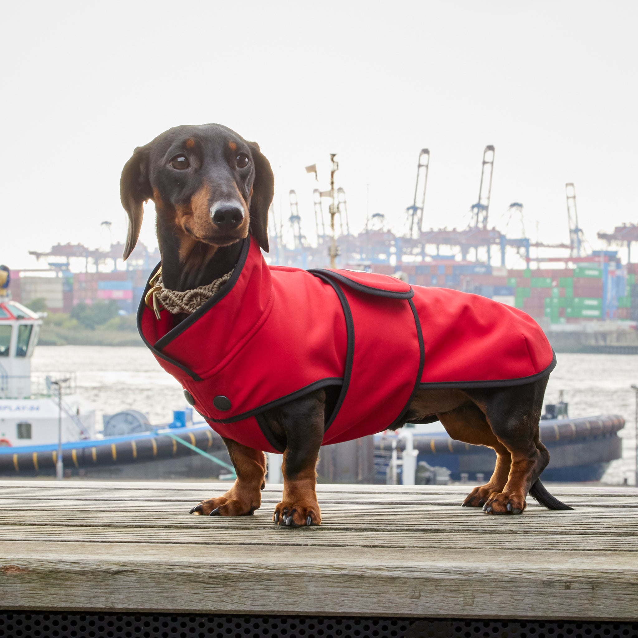 Hundemantel Dackel Softshell Handarbeit     - von Leopold's kaufen bei leopolds-finest