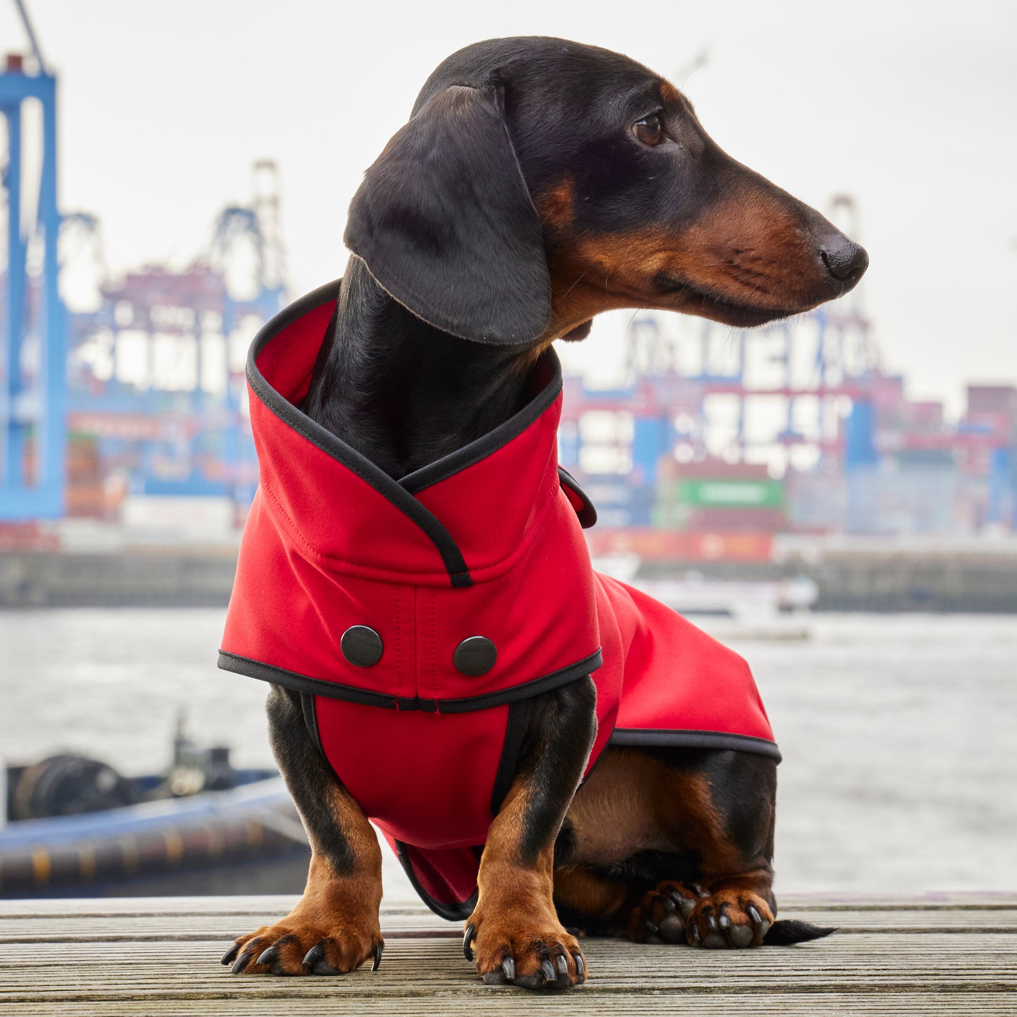 Hundemantel Dackel Softshell Handarbeit     - von Leopold's kaufen bei leopolds-finest