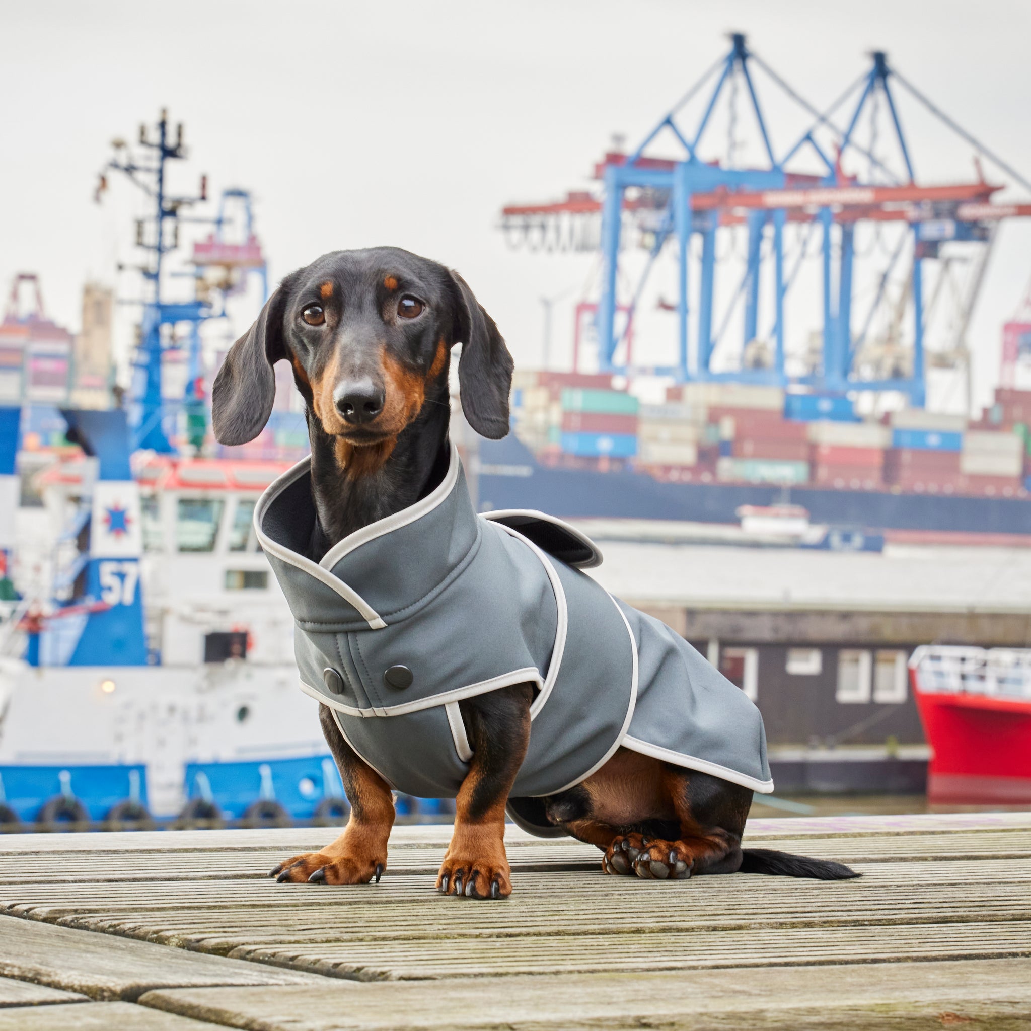 Hundemantel Dackel Softshell Handarbeit     - von Leopold's kaufen bei leopolds-finest