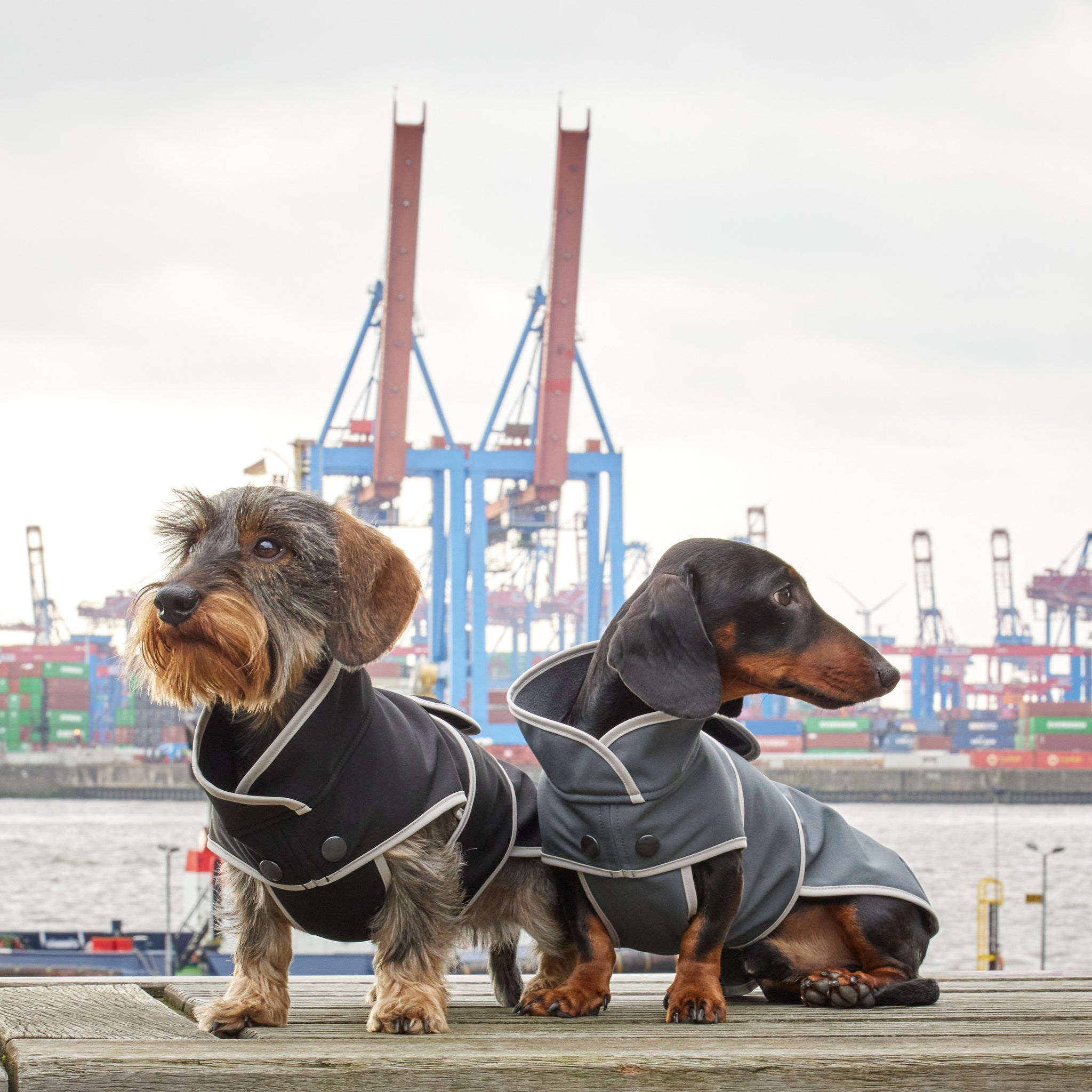 Hundemantel Dackel Softshell Handarbeit     - von Leopold's kaufen bei leopolds-finest