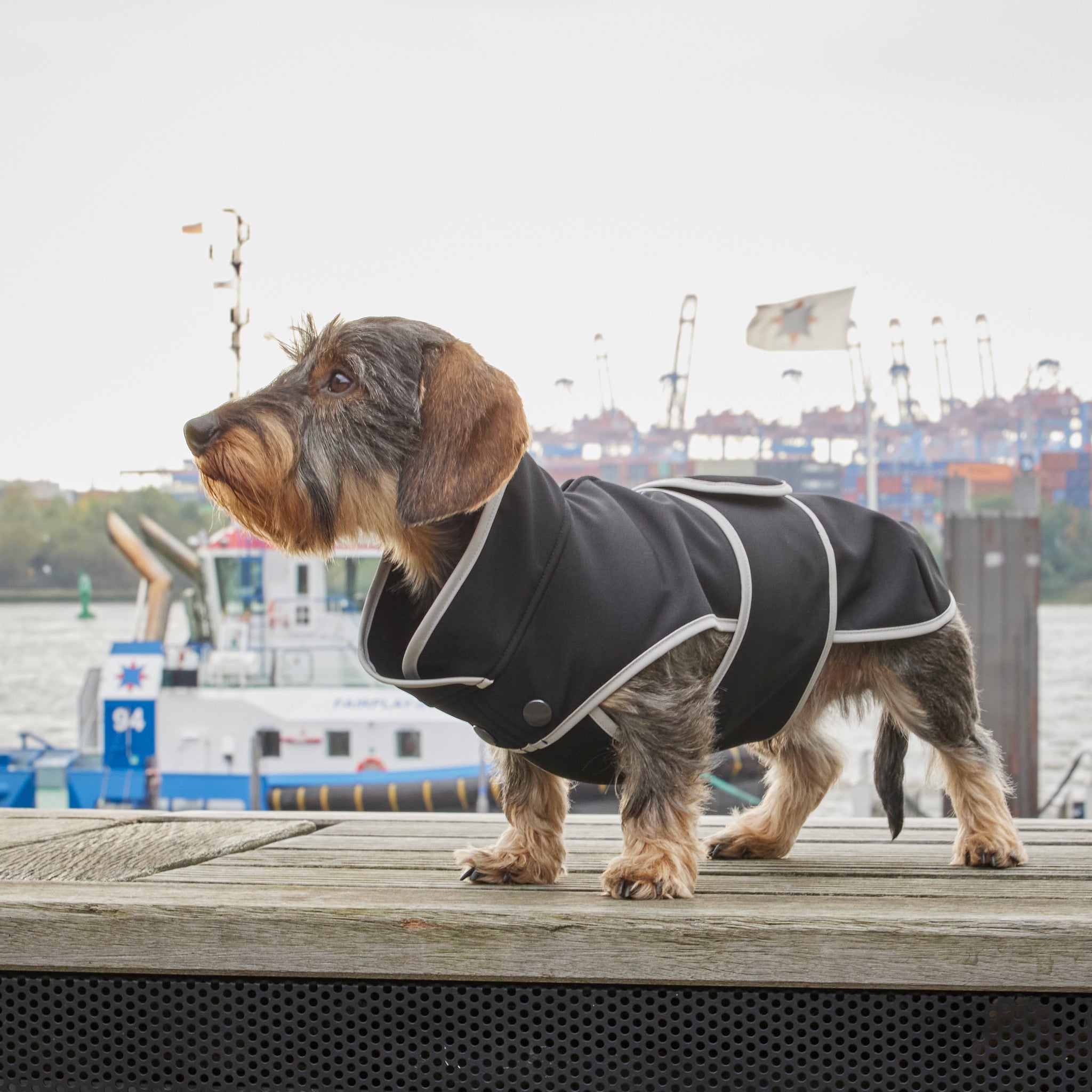 Hundemantel Dackel Softshell Handarbeit     - von Leopold's kaufen bei leopolds-finest