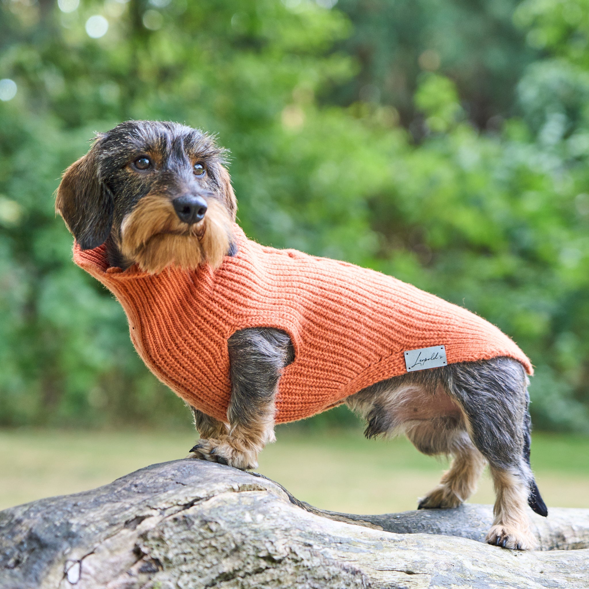 Hundepullover für Dackel von Leopold's     - von Leopold's kaufen bei leopolds-finest