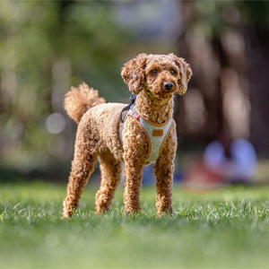 Hundegeschirr mit Hund draußen in alpin