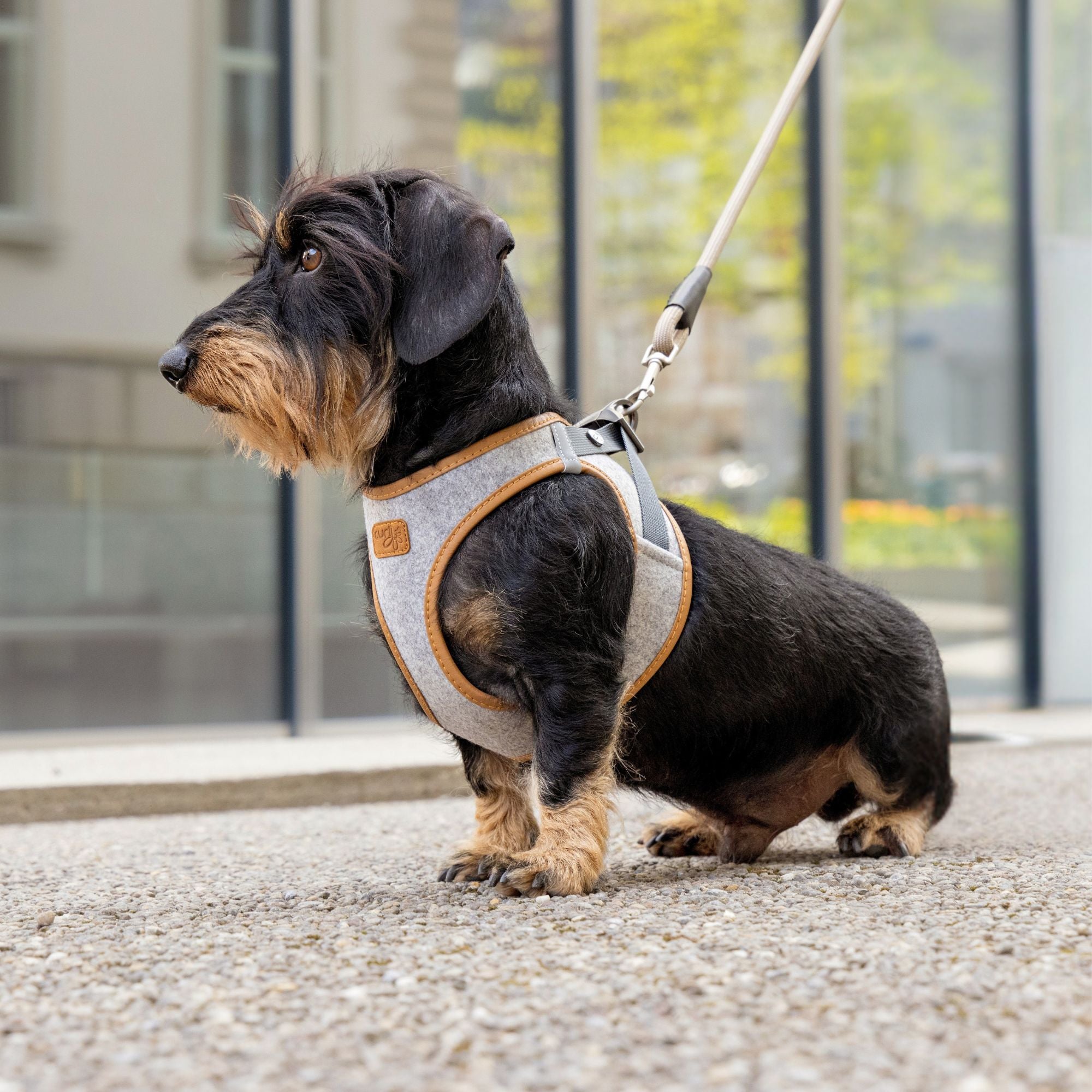 Hundegeschirr mit Rauhaardackel in alpin