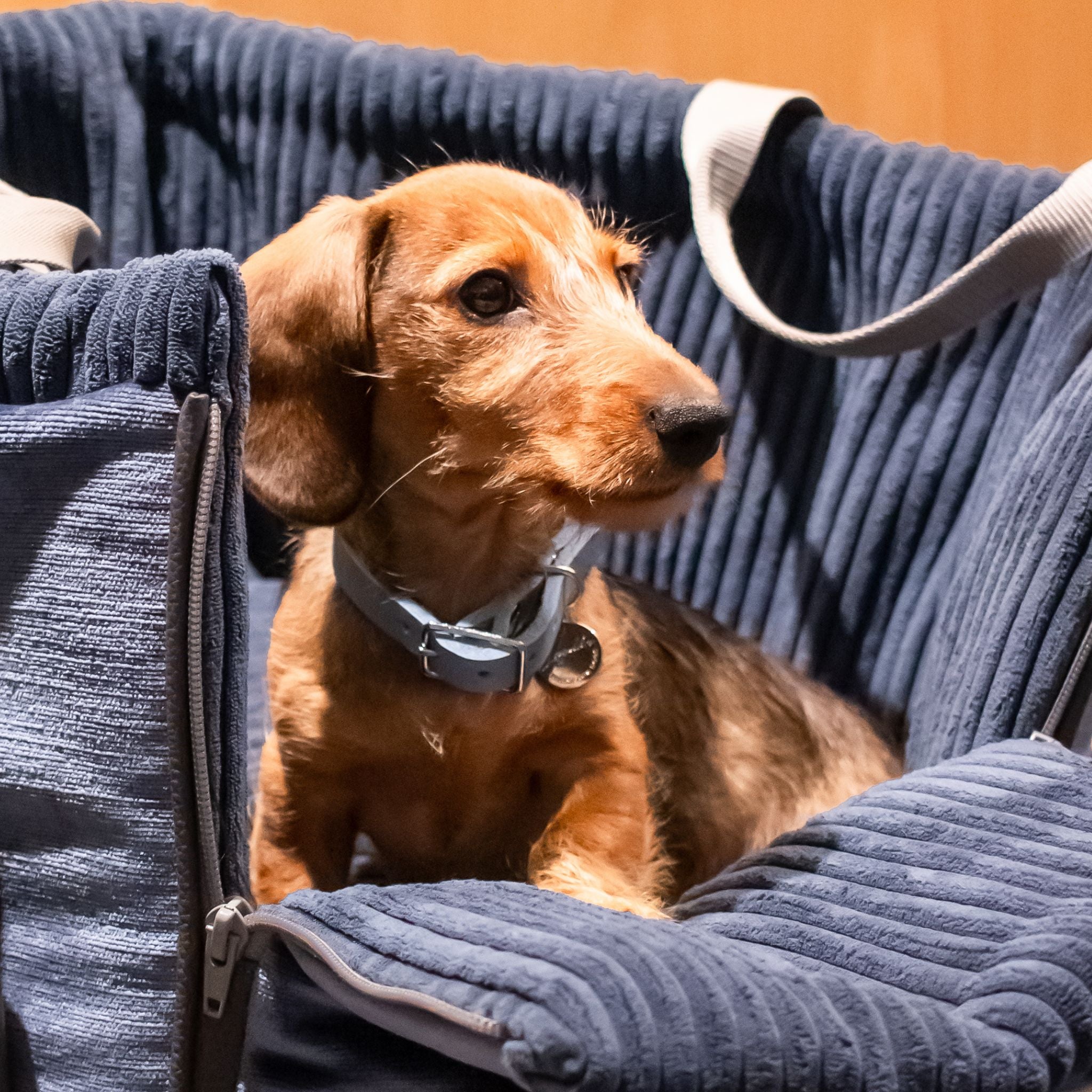 Hundehalsband Fettleder Hellblau-Silber / 22-28cm Hellblau-Silber 22-28cm  - von Leopold's kaufen bei leopolds-finest [Hellblau-Silber]