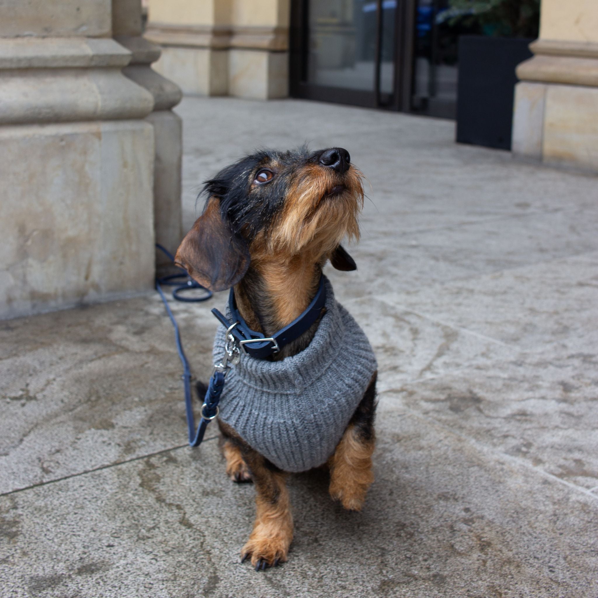 Hundehalsband Fettleder Navy-Silber / 22-28cm Navy-Silber 22-28cm  - von Leopold's kaufen bei leopolds-finest [Navy-Silber]