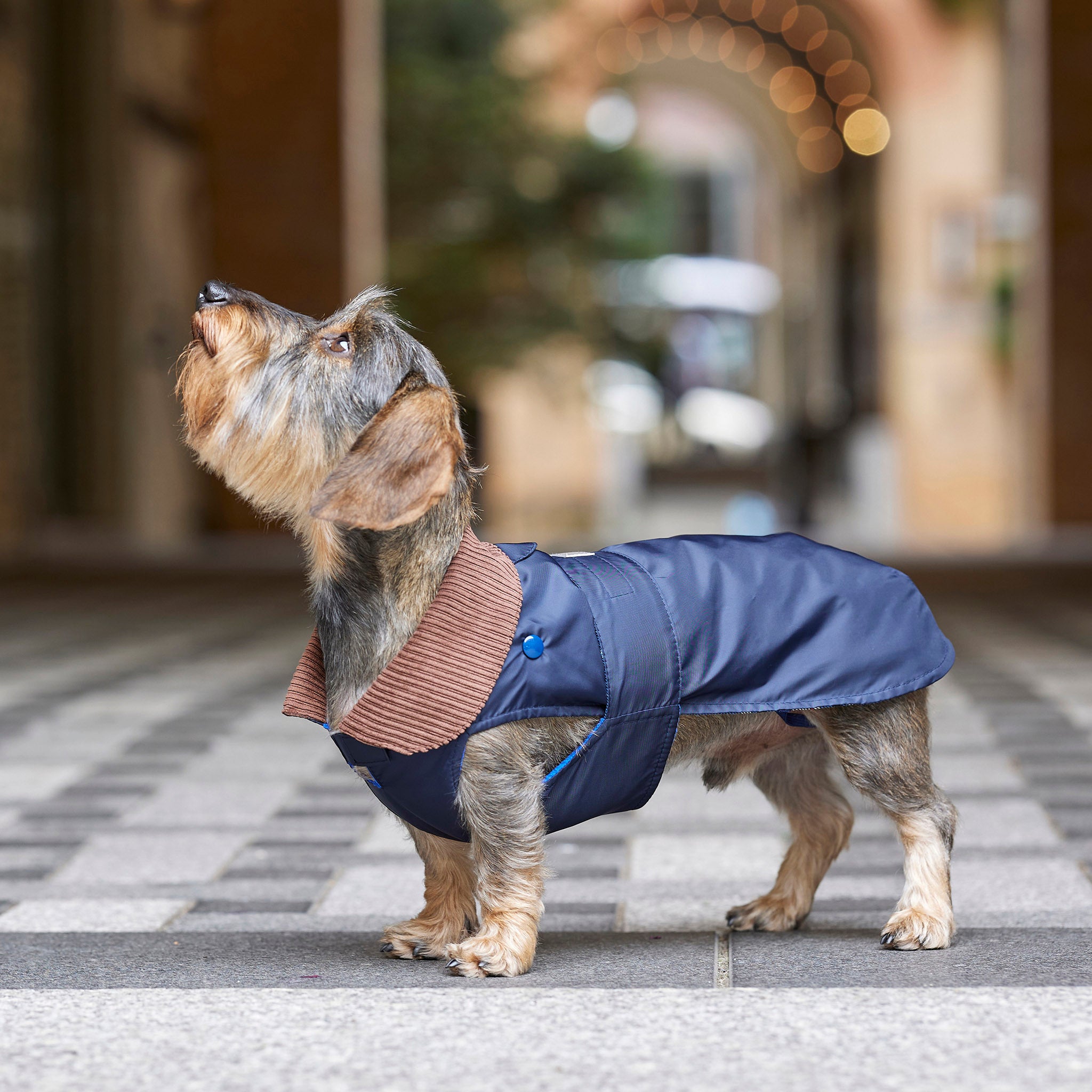 2 in 1 Hunderegenmantel für Dackel und kleine Hunde