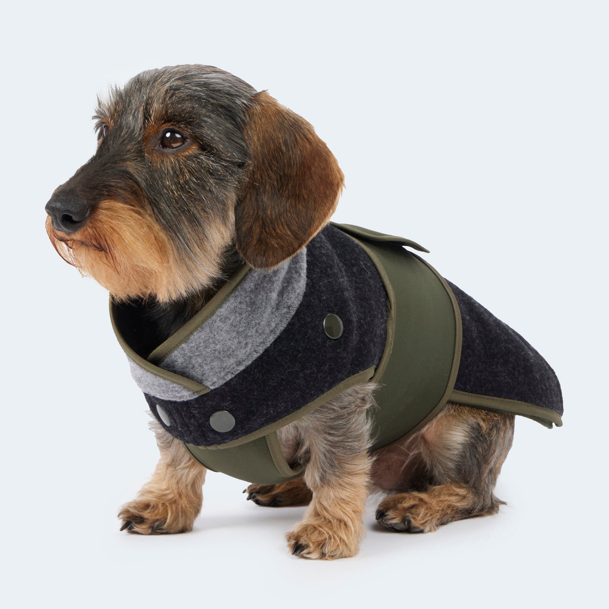 Loden coat with detachable fleece for dachshunds and small dogs