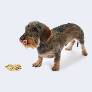 Treats for puppies and small dogs - crackers in bone shape