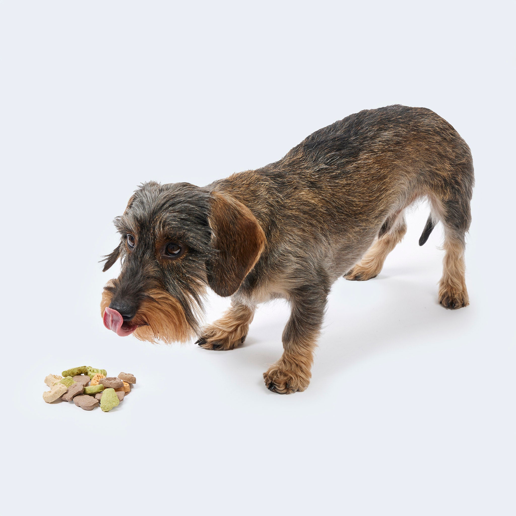 Treats for puppies and small dogs - crackers in animal shape