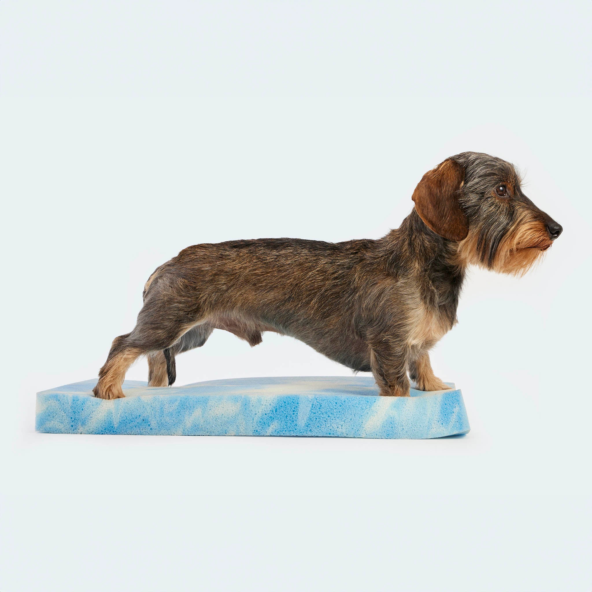 Leopolds-finest-orthopaedische-Matratze-Hund_LF-AH-MAT_Studio_024_QS