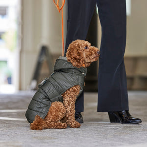 Steppmantel für Dackel und kleine Hunde