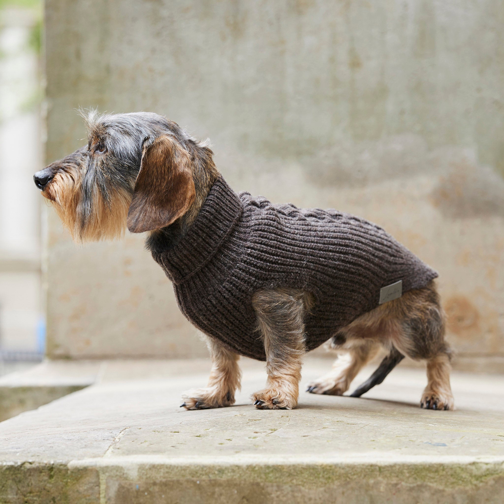 Brauner Hundepullover für Dackel und kleine Hunde