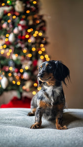 Weihnachten mit mit Dackel und kleinen Hunden.