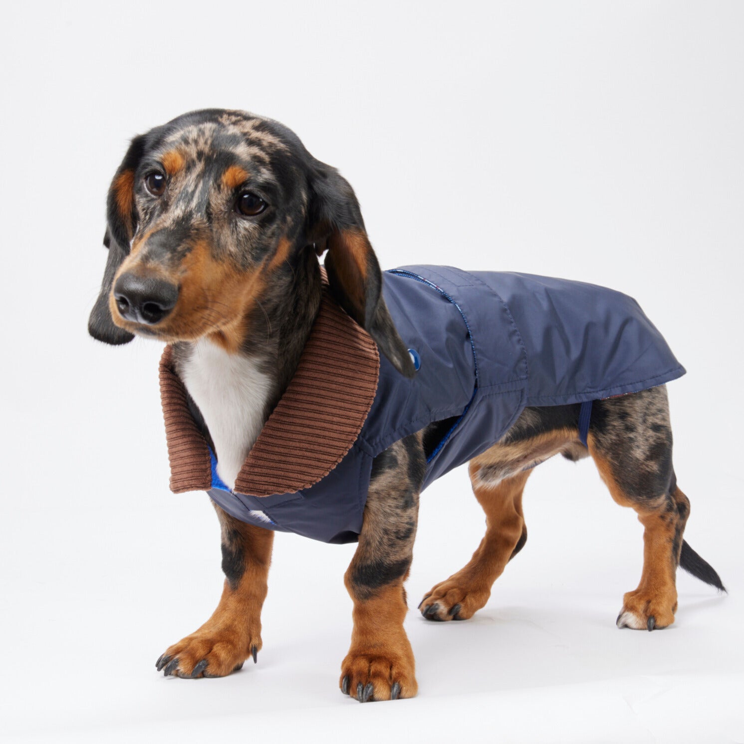 2 in 1 dog raincoat for dachshunds and small dogs