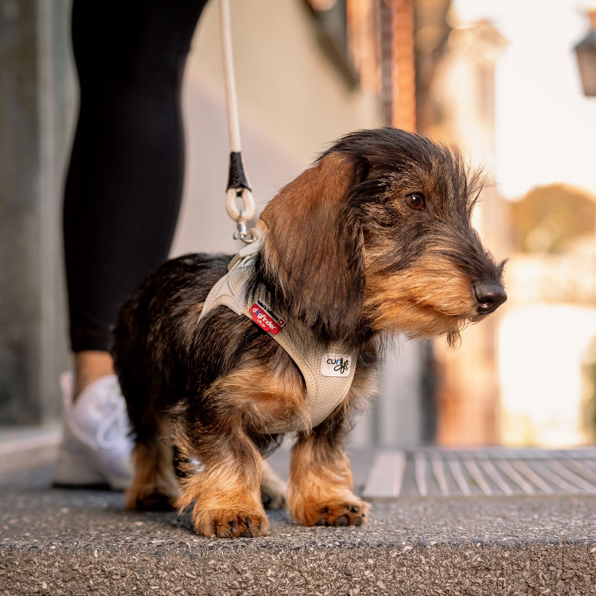 Hundegeschirr Dackel     - von curli kaufen bei leopolds-finest