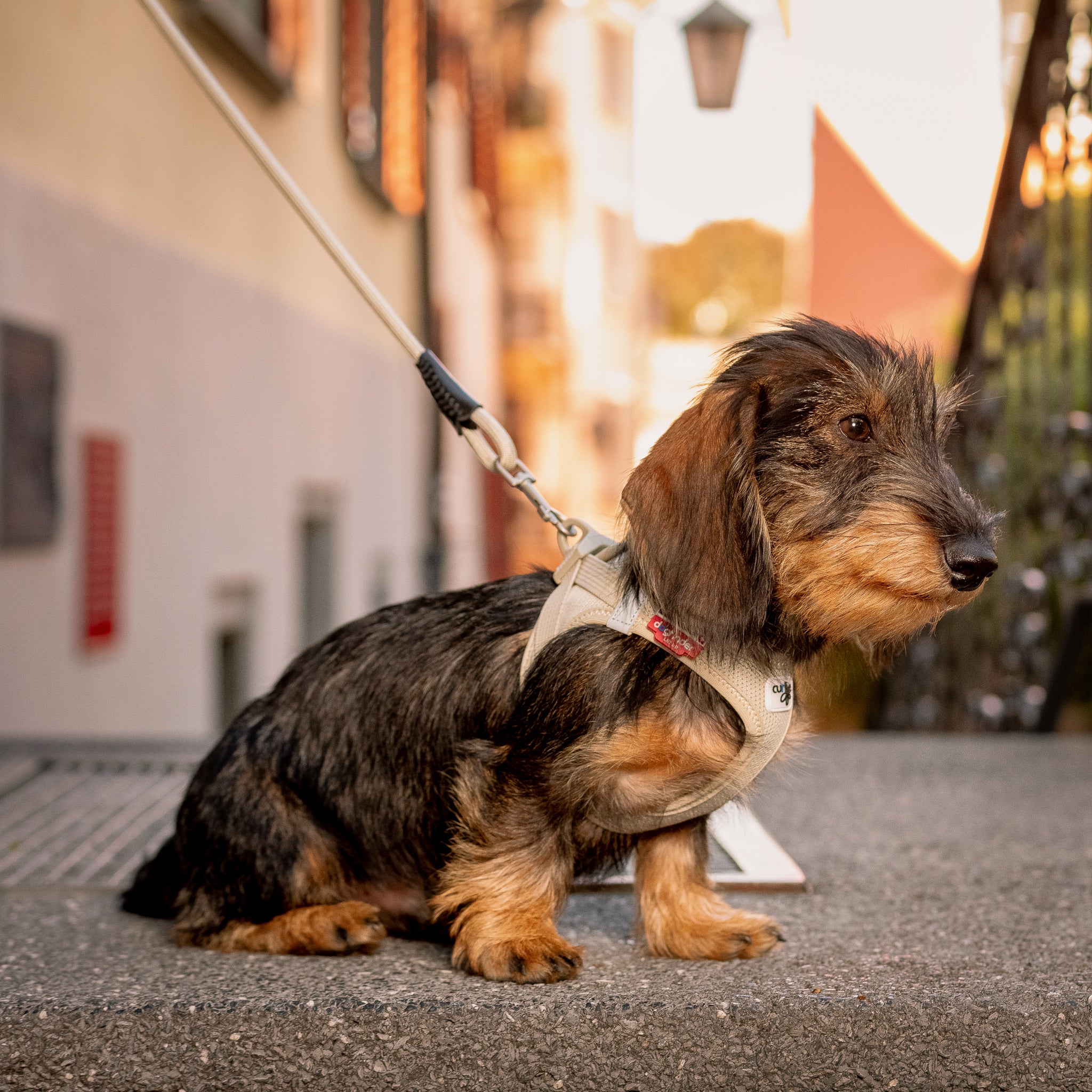 Hundegeschirr Dackel     - von curli kaufen bei leopolds-finest