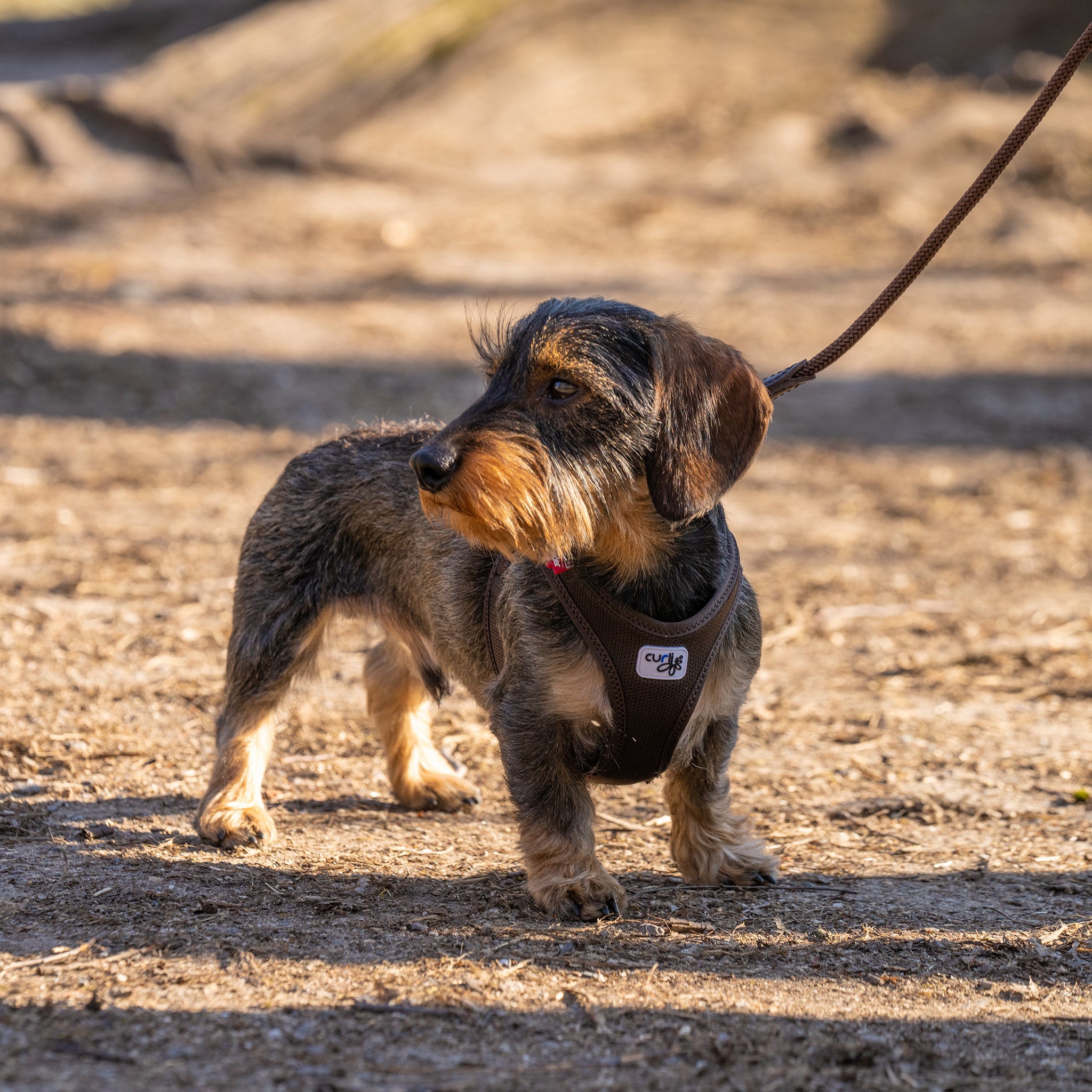 Hundegeschirr Dackel     - von curli kaufen bei leopolds-finest