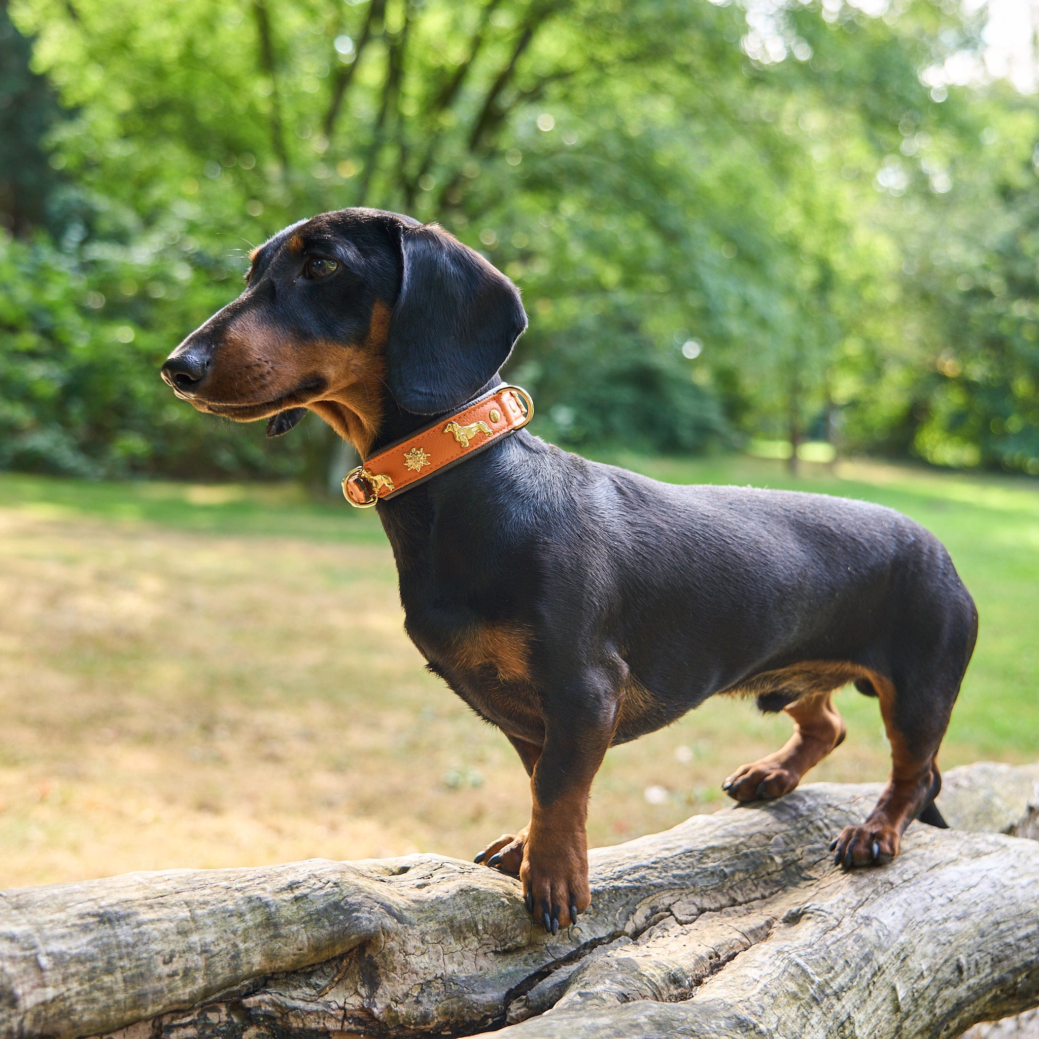 Hundehalsband Dackel     - von Leopold's kaufen bei leopolds-finest