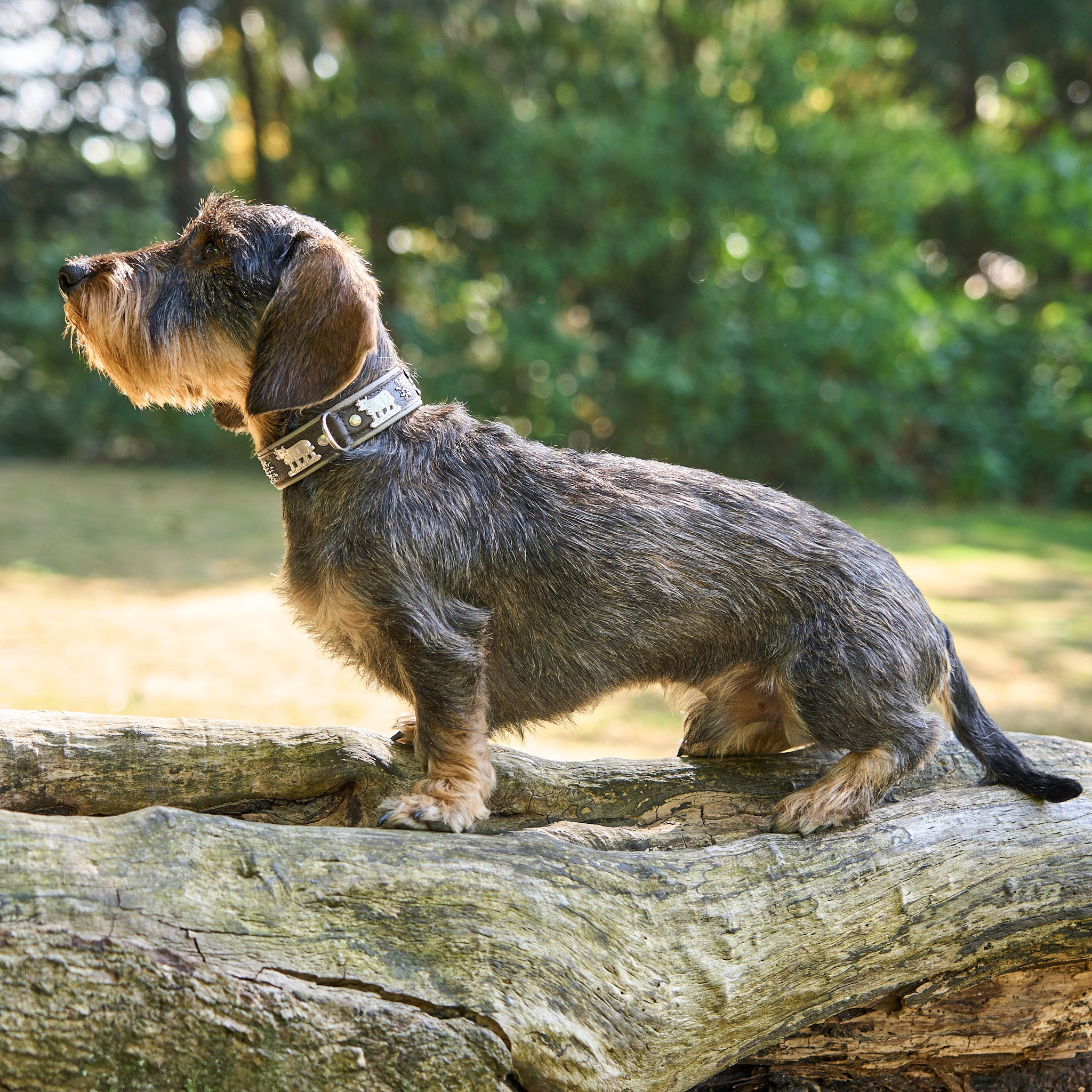 Hundehalsband Kühe Motiv     - von Leopold's kaufen bei leopolds-finest