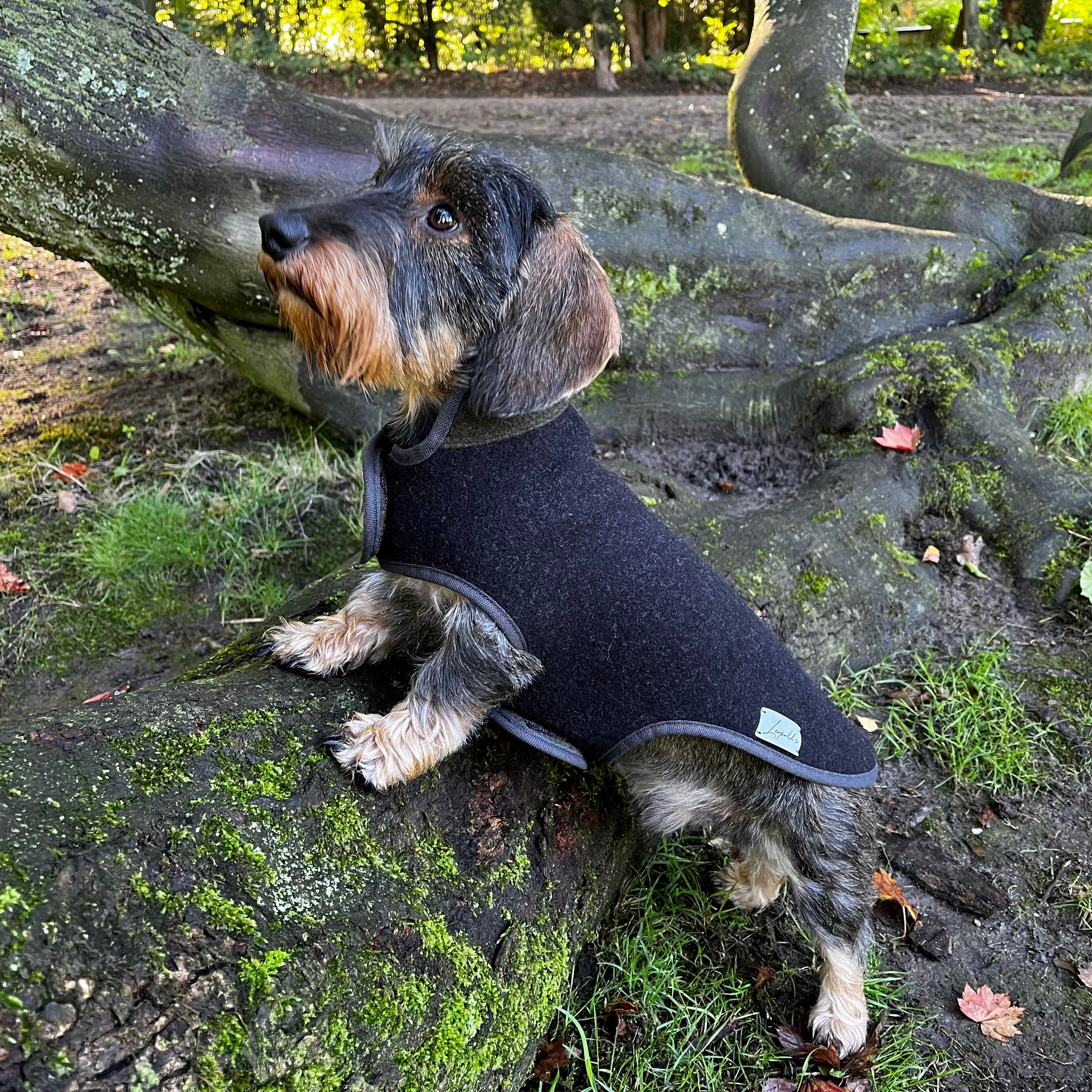 Hundemantel Dackel Loden Handarbeit     - von Leopold's kaufen bei leopolds-finest