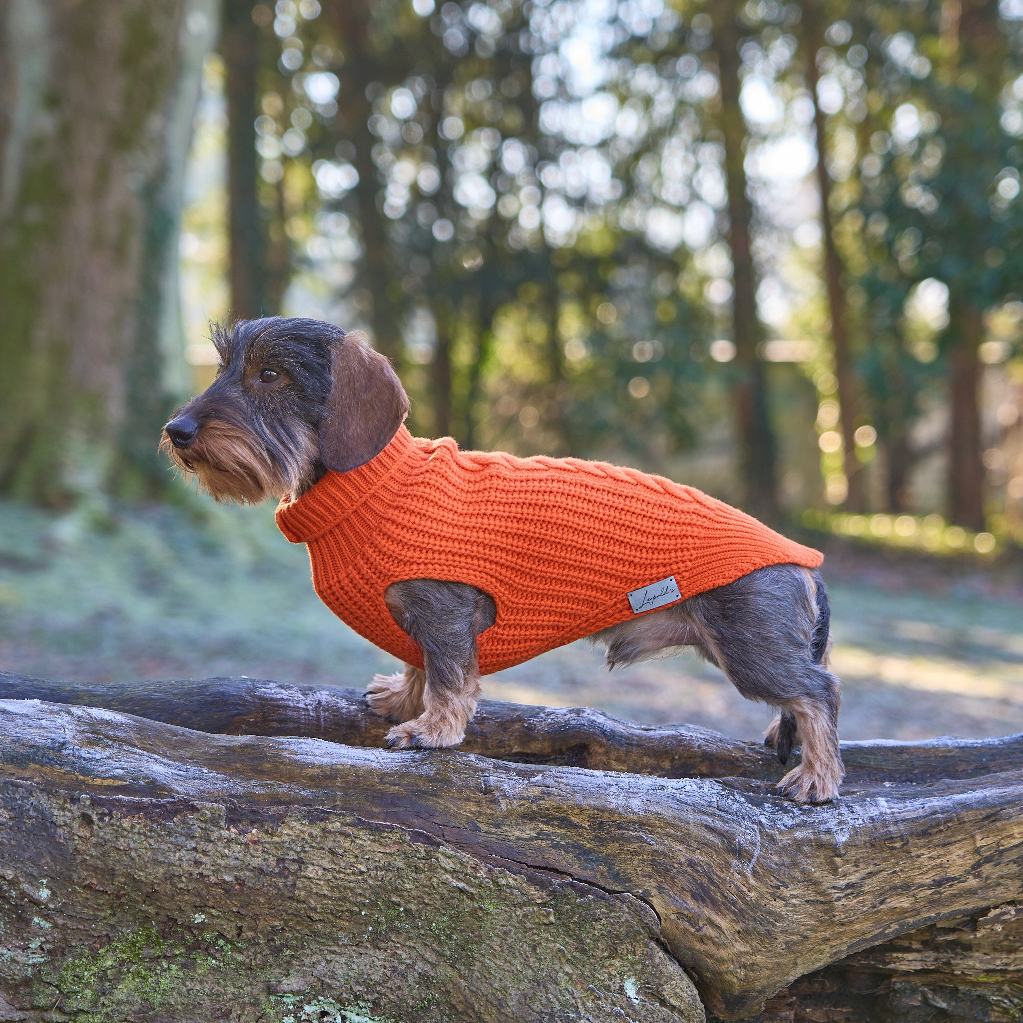 Hundepullover für Dackel     - von Leopold's kaufen bei leopolds-finest