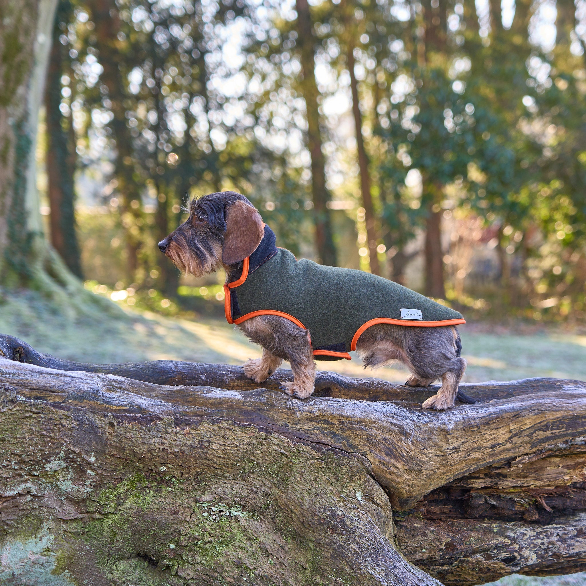 Hundemantel Dackel Loden Handarbeit     - von Leopold's kaufen bei leopolds-finest