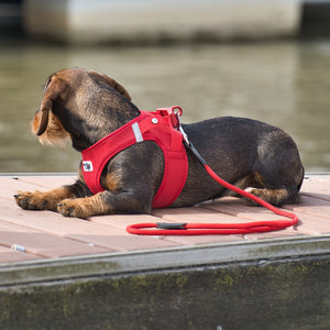 Hundegeschirr Dackel     - von curli kaufen bei leopolds-finest