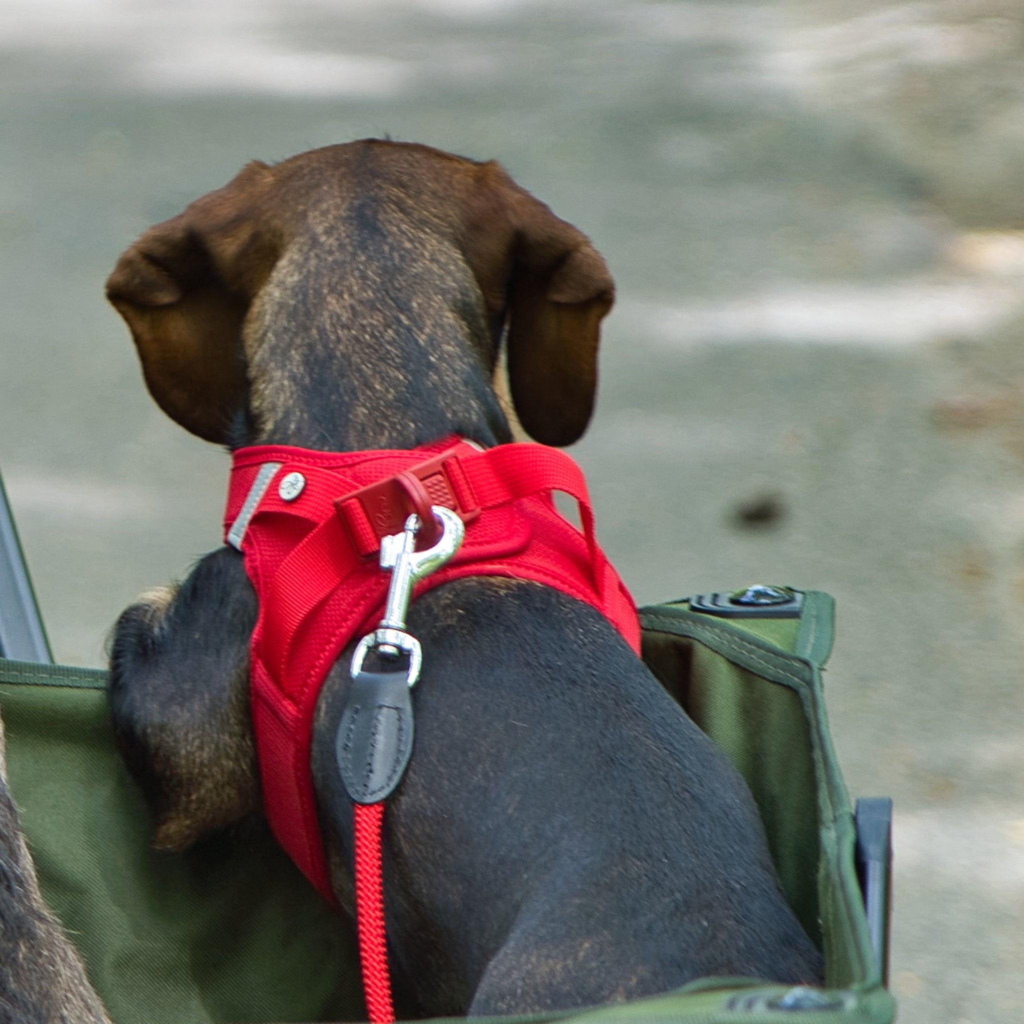 Hundegeschirr Dackel     - von curli kaufen bei leopolds-finest