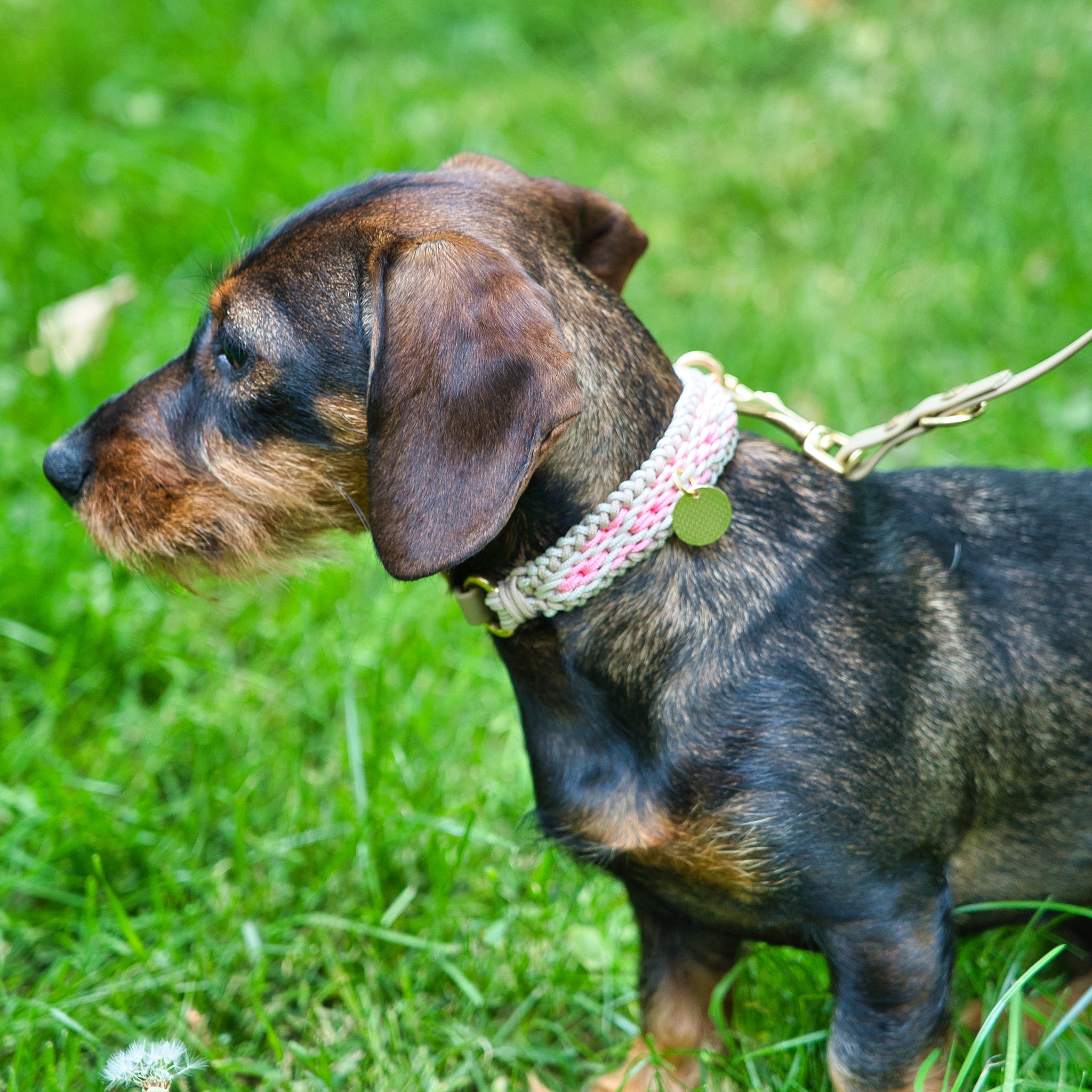 Hundehalsband Dackel handgeknüpft     - von Stilhütte kaufen bei leopolds-finest