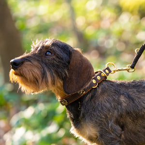 Hundehalsband mit Zugstopp     - von Maul Ledermanufaktur kaufen bei leopolds-finest