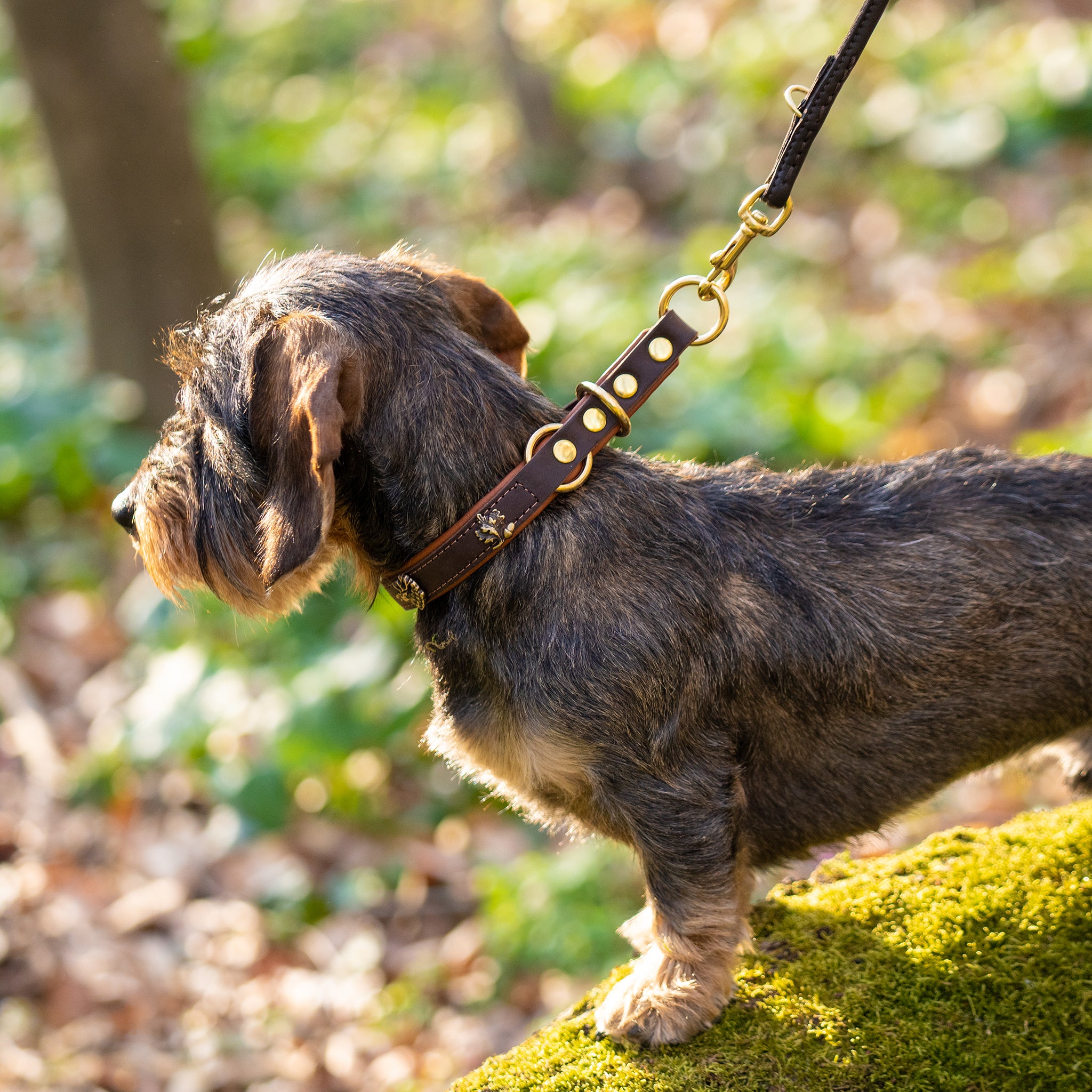 Hundehalsband mit Zugstopp     - von Maul Ledermanufaktur kaufen bei leopolds-finest