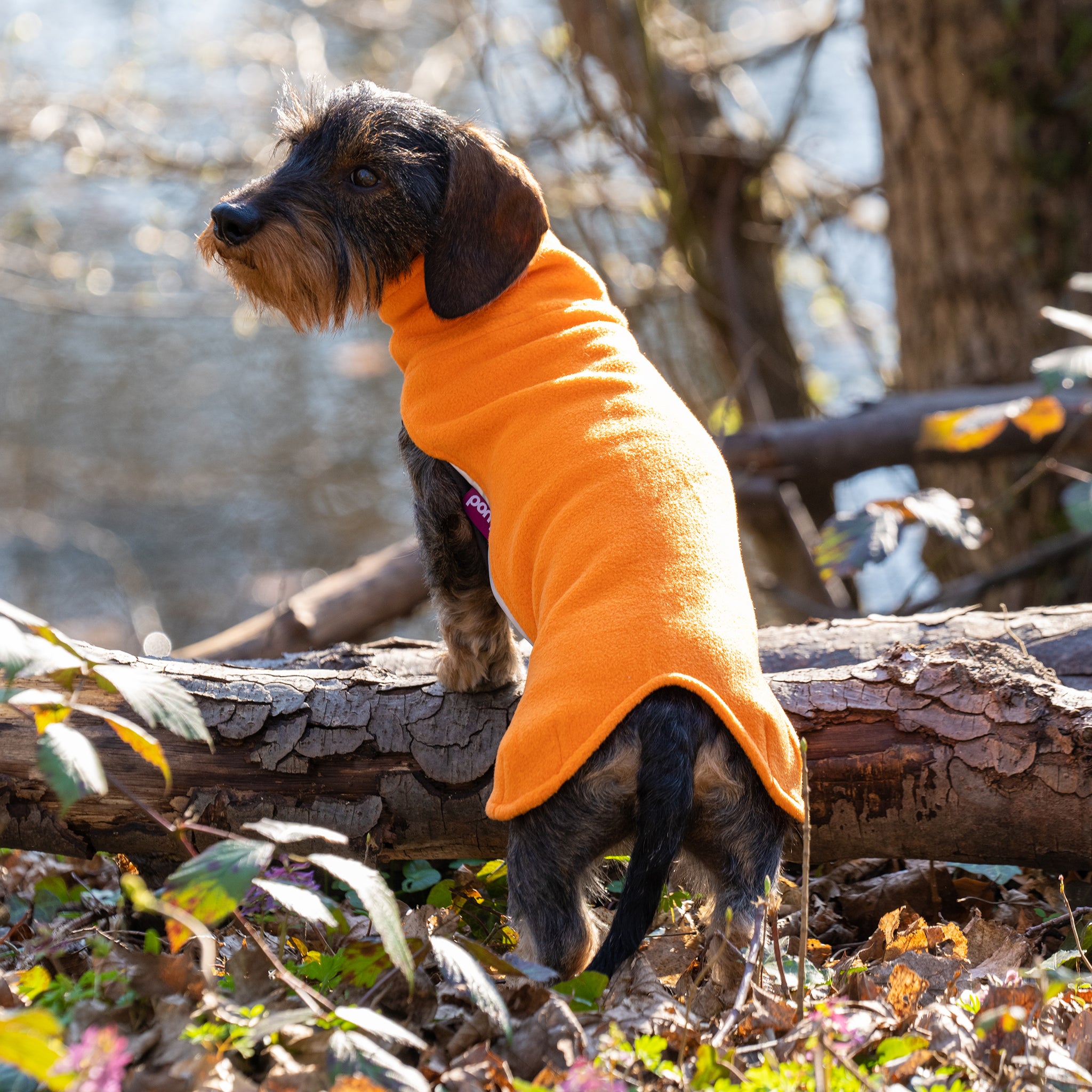 Hundepullover Dackel     - von Pomppa kaufen bei leopolds-finest